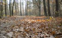 Późna jesień w lesie