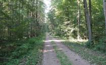 Droga przez las - alternatywa dla ruchliwej szosy