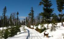 33 - Cienków Postrzedni (867 m n.p.m.)