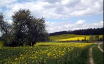 Widok na pola rzepakowe