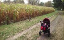 ścieżka i pole kukurydzy