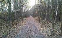 Droga w lesie na obrzeżach Złotowa