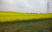 Żółte pola