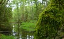 Struga Siedmiu Jezior - Park Narodowy Bory Tucholskie 