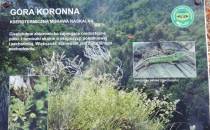 Góra Koronna-informacja