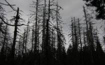 Martwy gorczański las