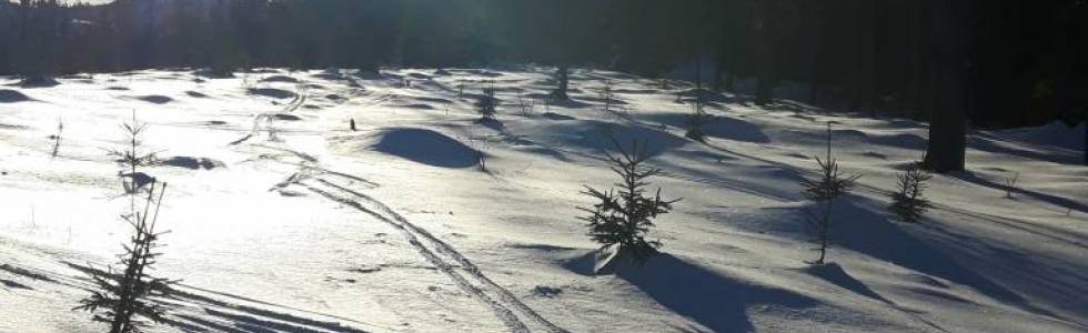 Hala Pośrednie - Skrzyczne - Solisko - Hala Pośrednie