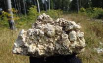 Mioceński wapień rafowy na szczycie Długiego Goraja