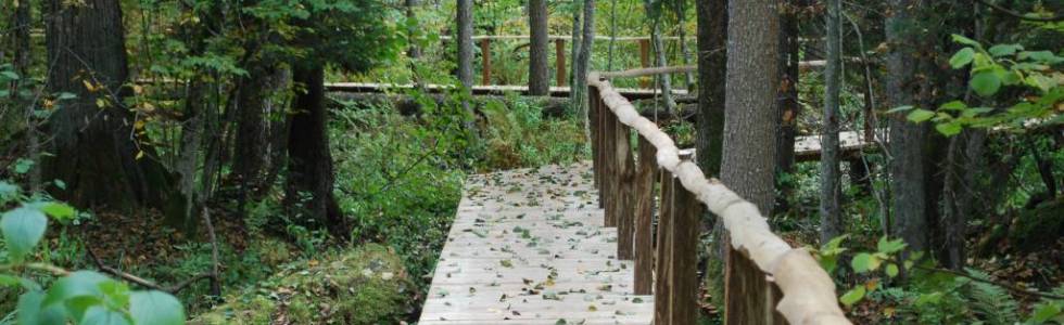 Białowieski Park Narodowy - Wilczy Szlak