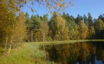Leśne oczko wodne w jesiennym krajobrazie