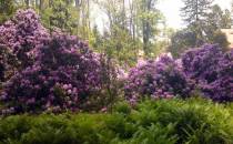 Rododendrony Park Zdrojowy