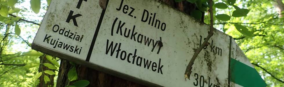 Szlak Kazimierza Wielkiego (Włocławek - Gąbin) - Pieszy Zielony ver. 2019