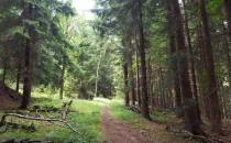 Las na drodze do osady Potoczek