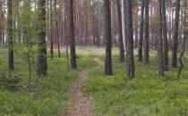 Lesna ścieżka