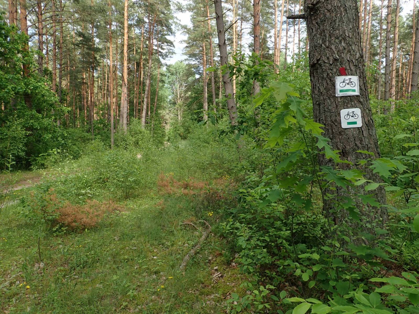 Zdjęcie 5