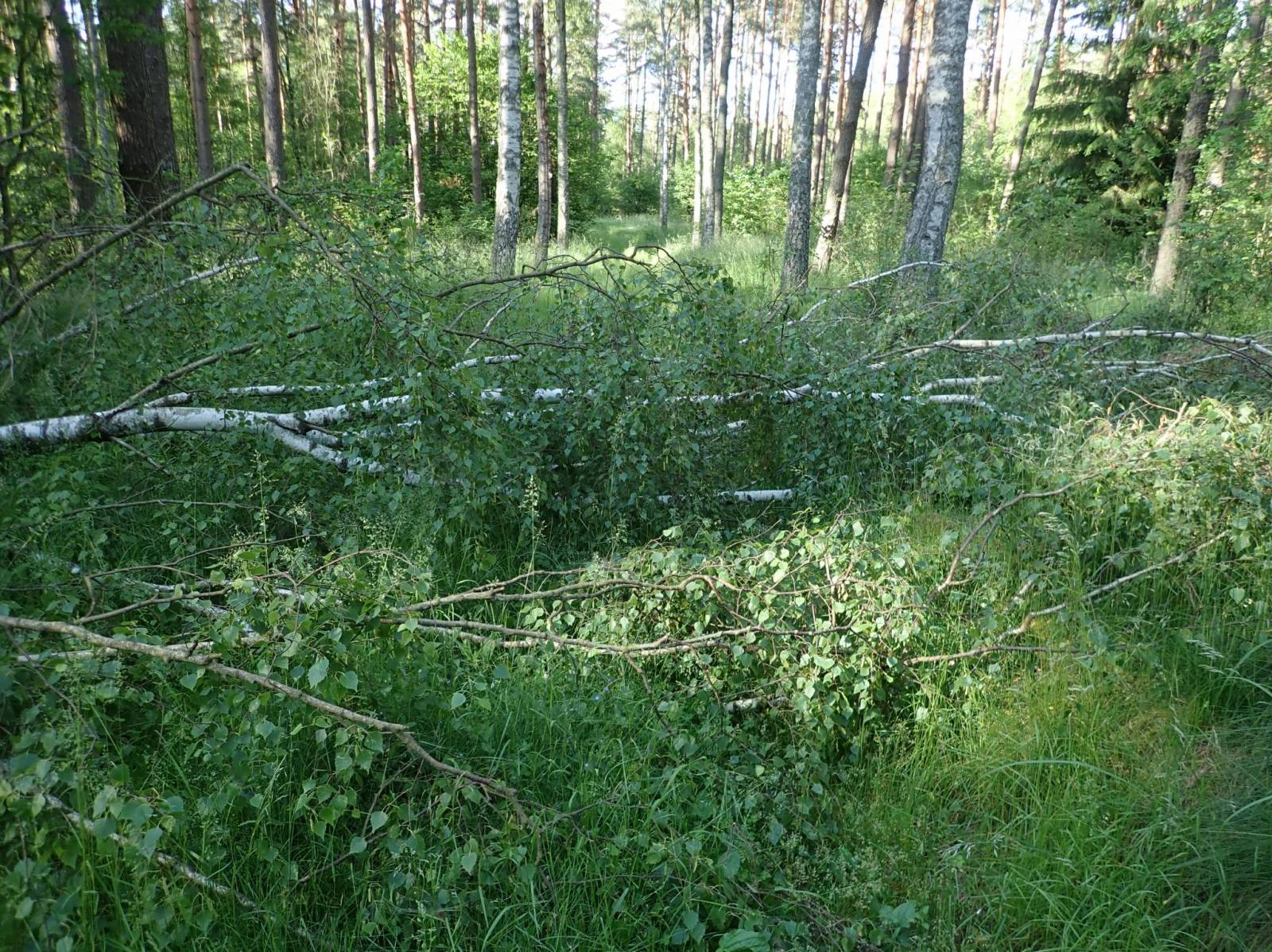 Zdjęcie 5
