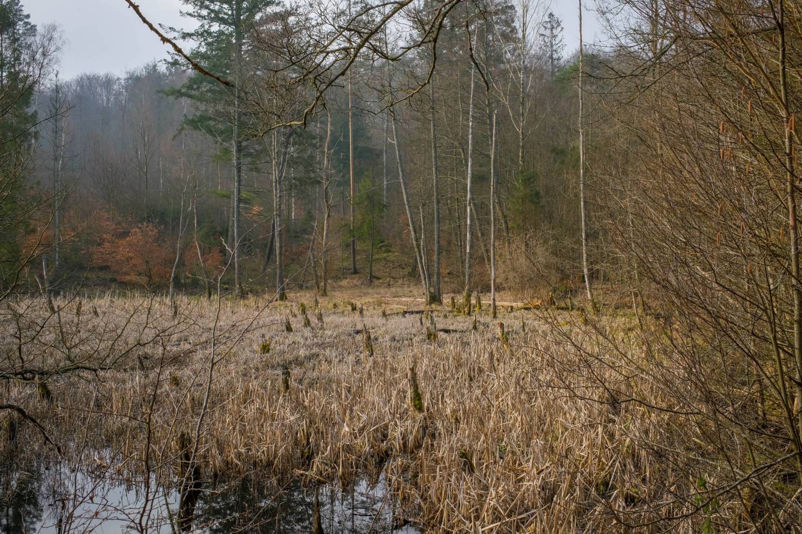 Zdjęcie 6