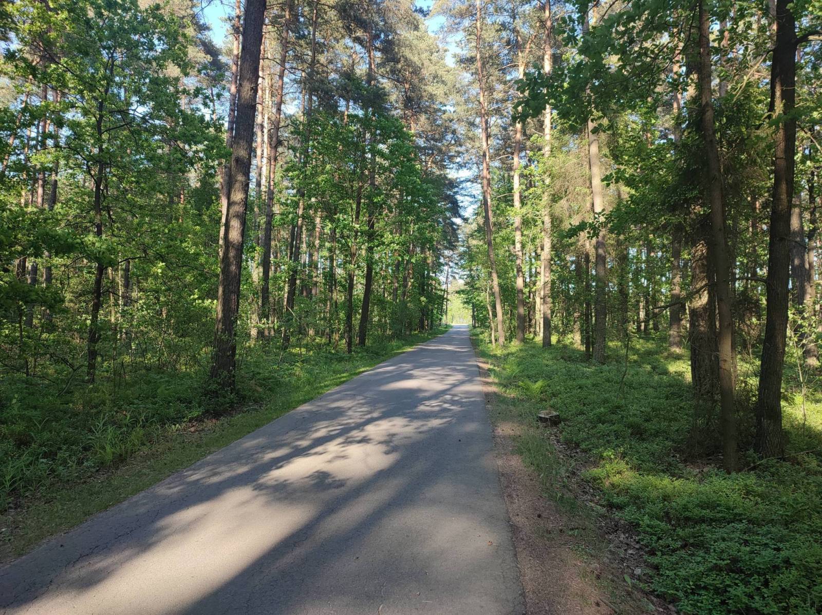 Zdjęcie 6