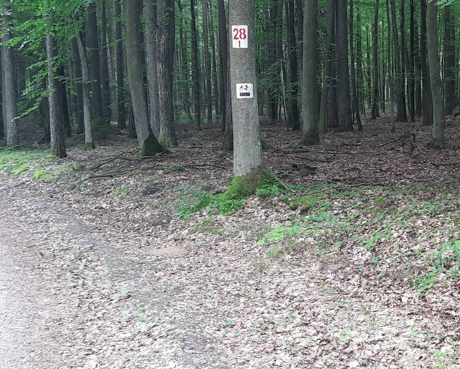 Zdjęcie 4