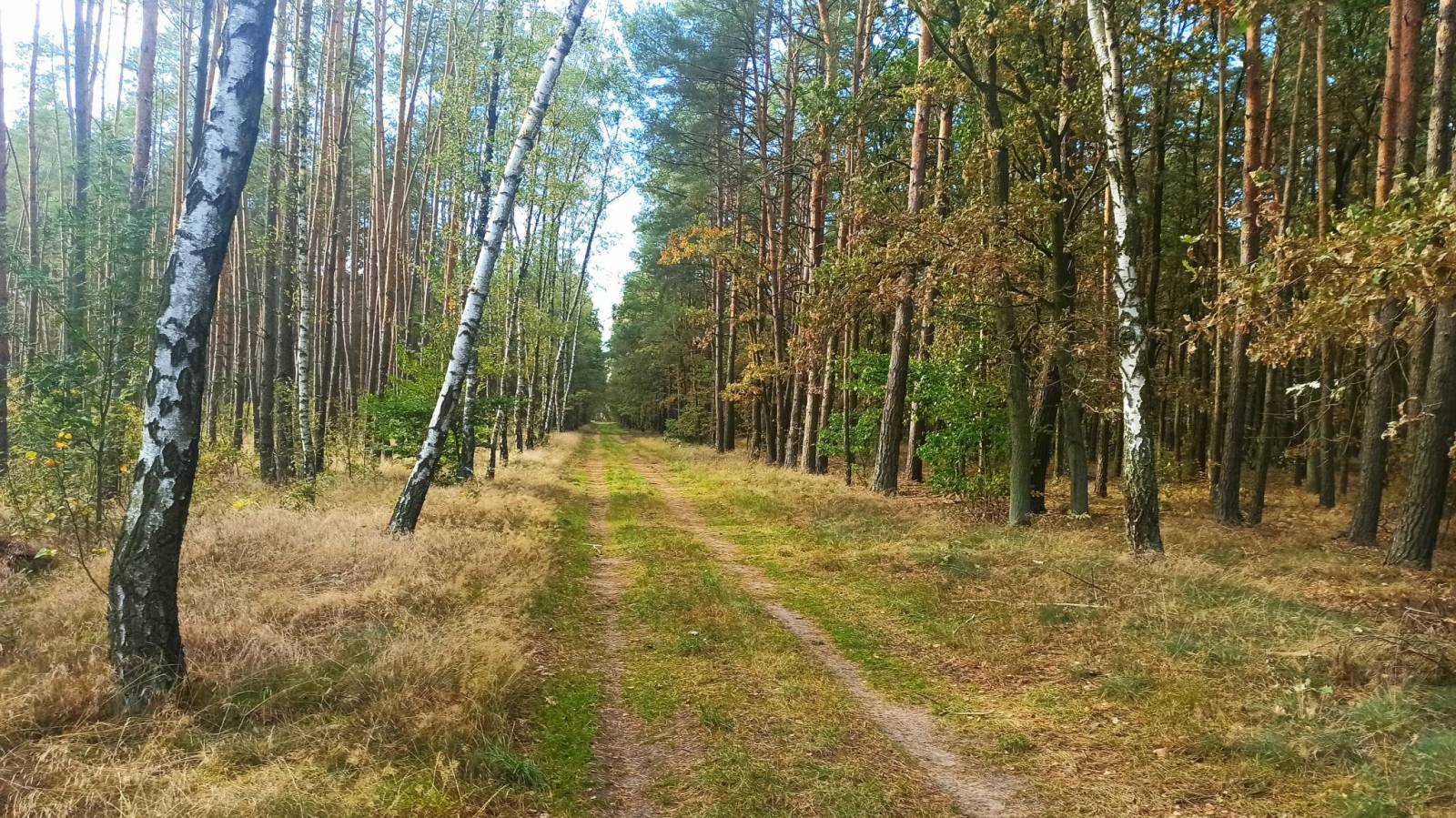 Zdjęcie 6