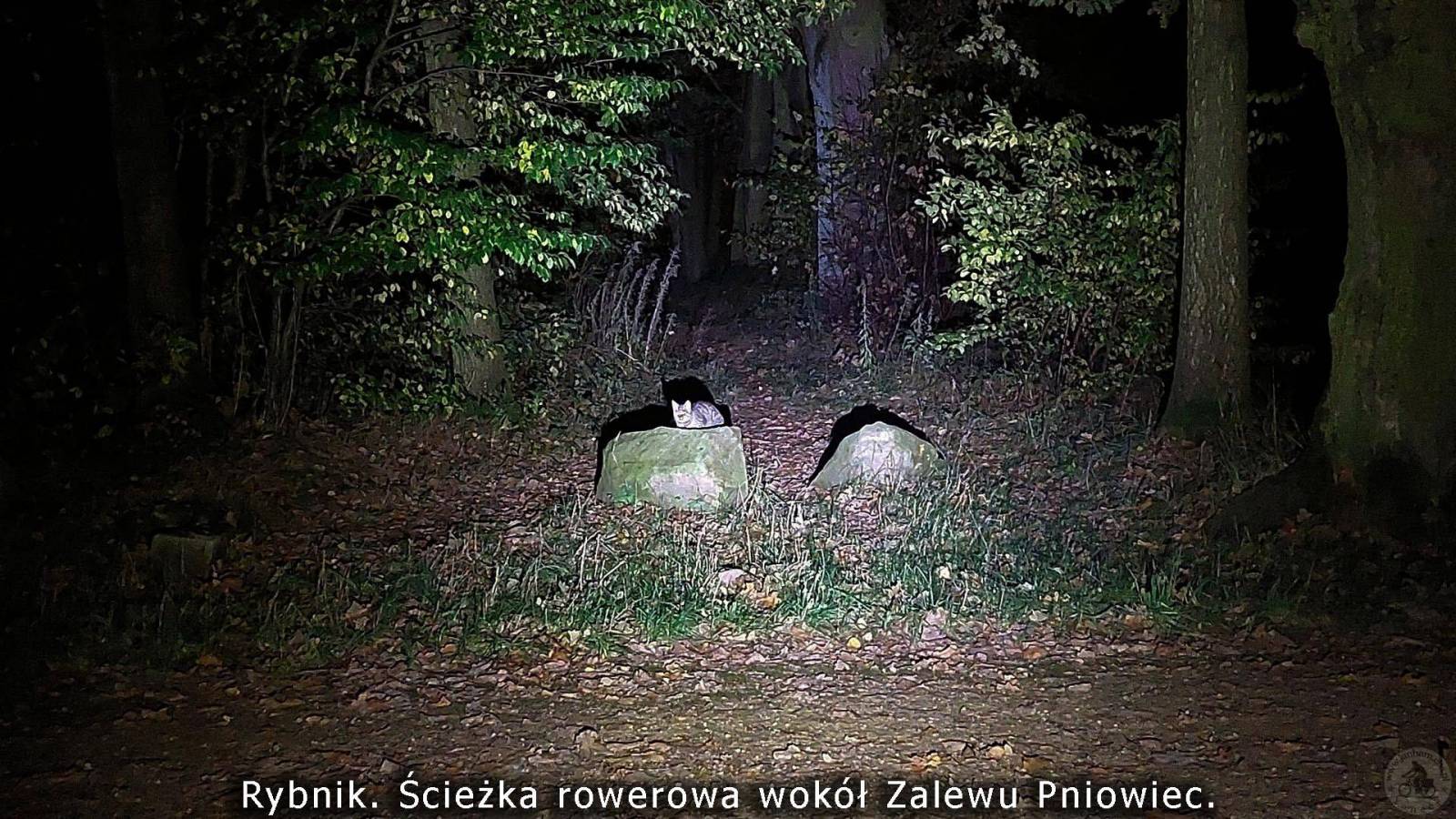 Zdjęcie 6