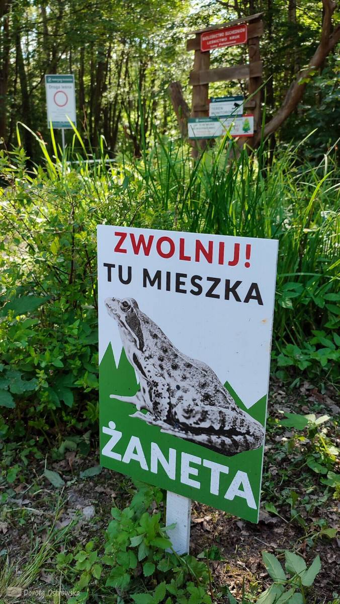 Zdjęcie 2