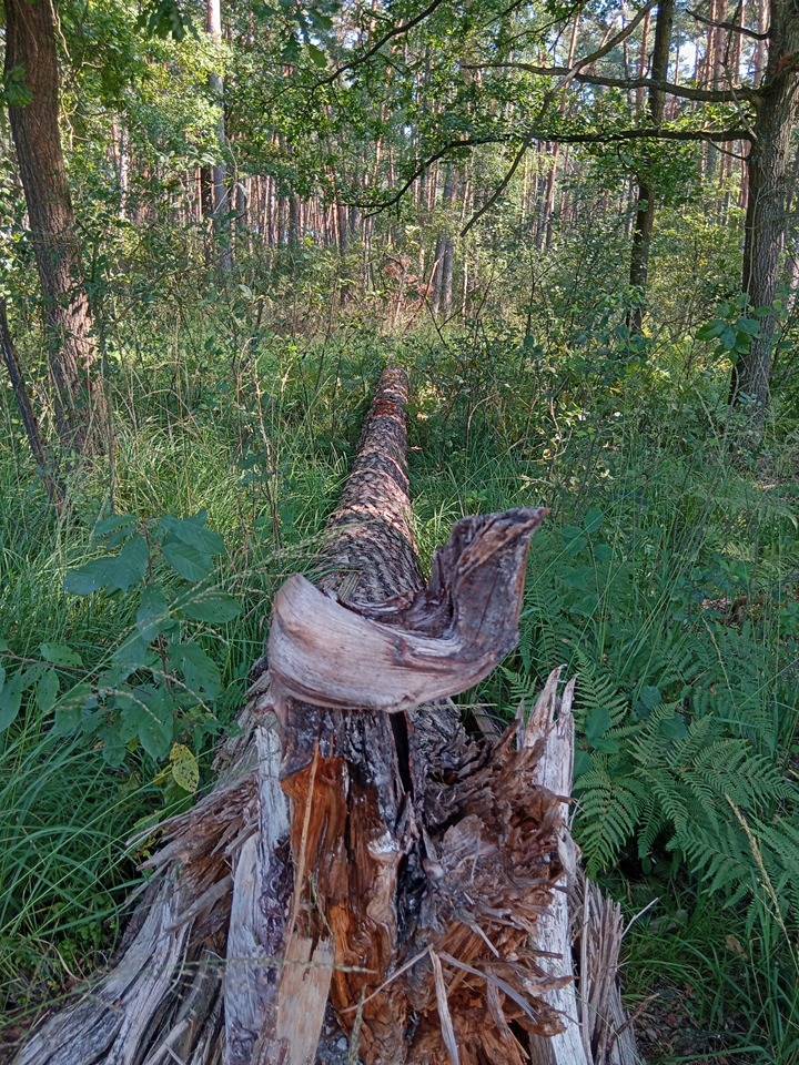 Zdjęcie 6