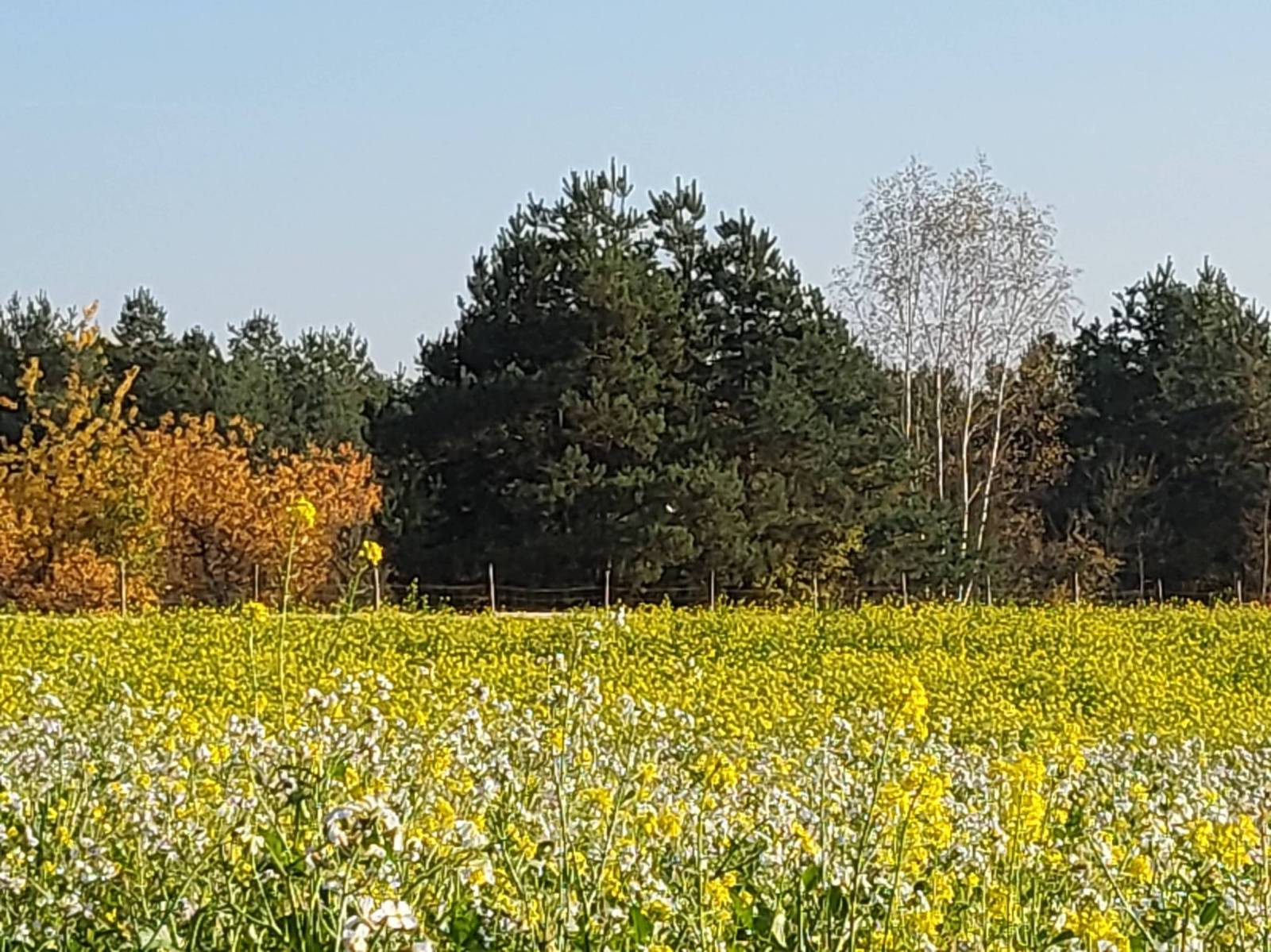 Zdjęcie 6