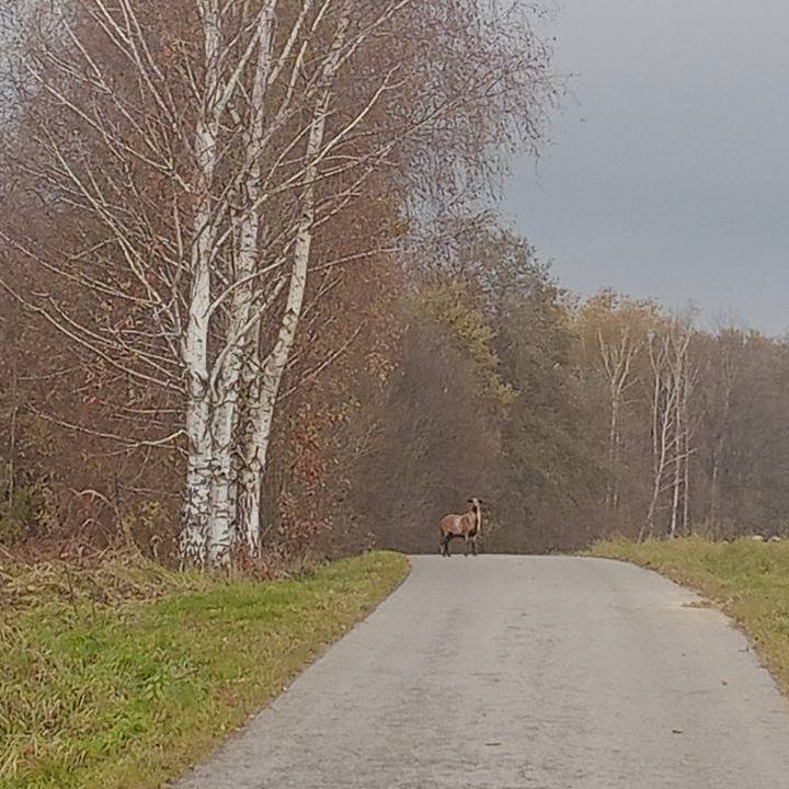 Zdjęcie 5