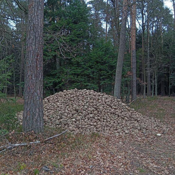 Zdjęcie 6