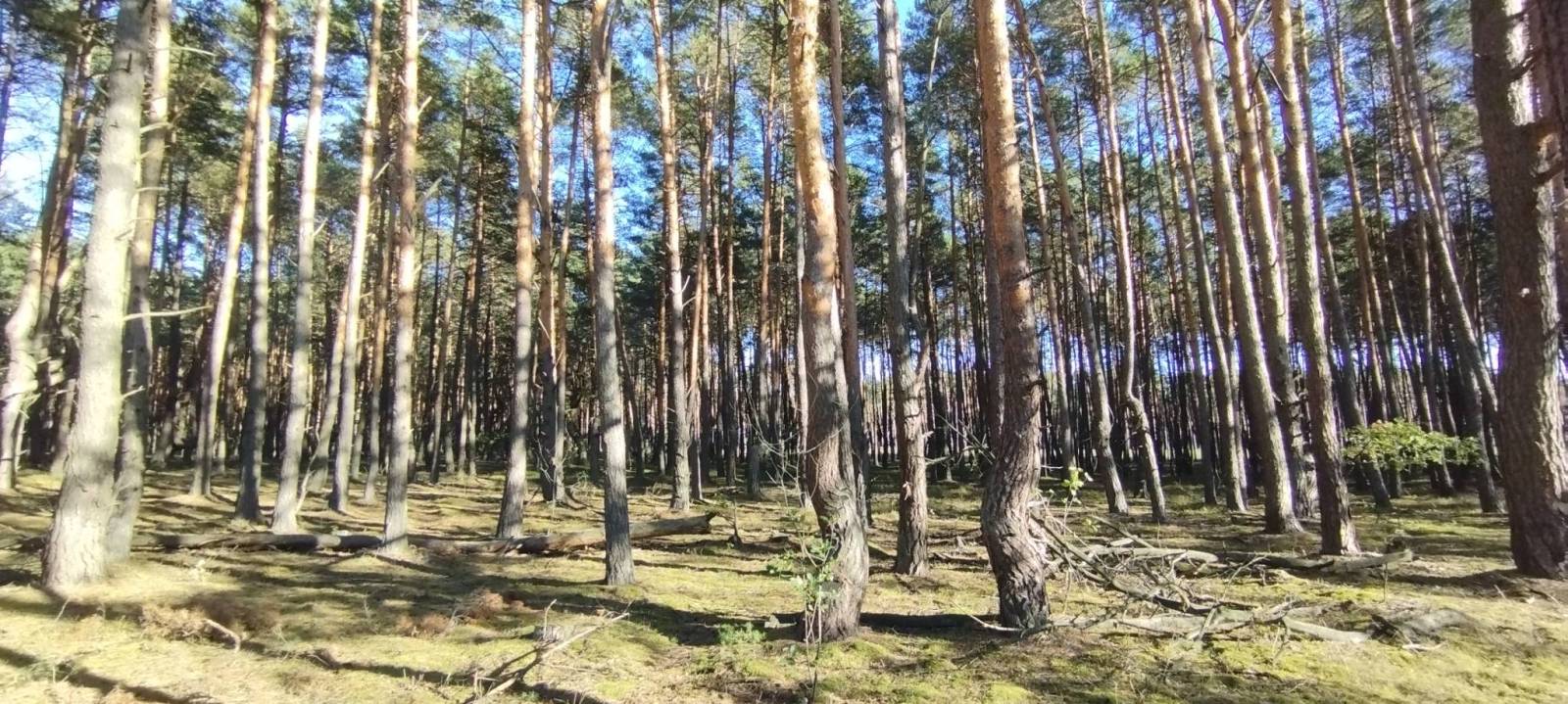 Zdjęcie 4