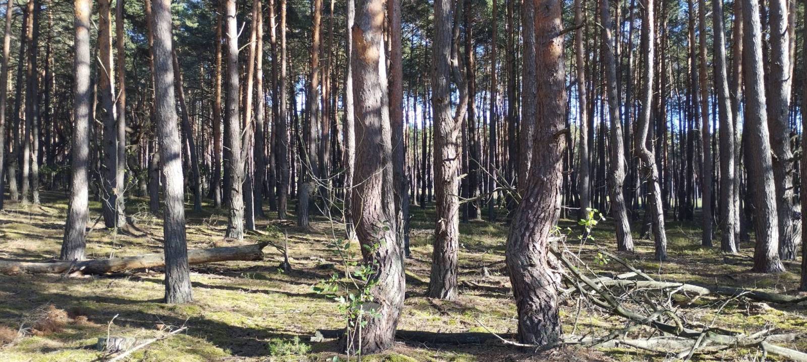 Zdjęcie 5