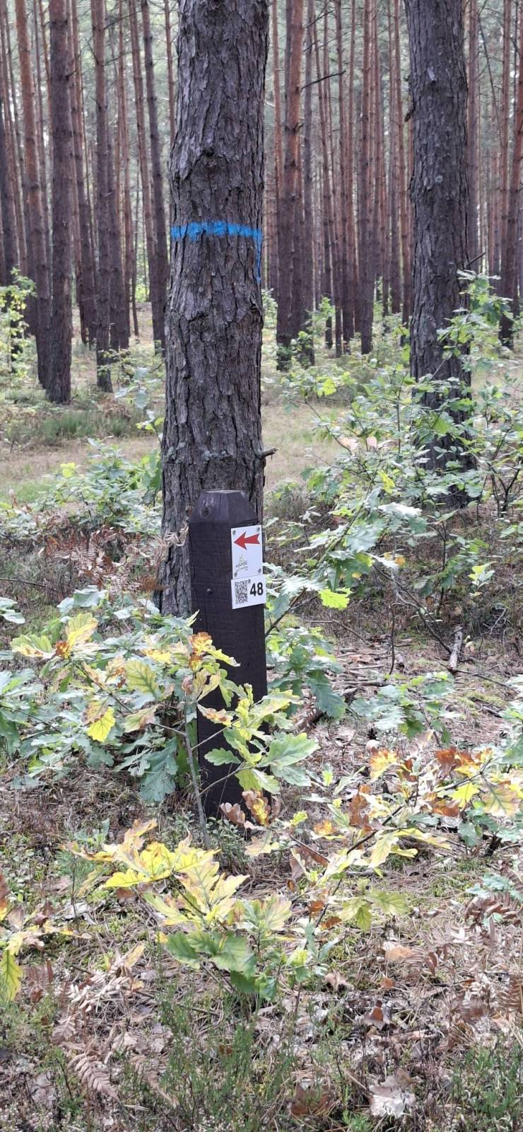 Zdjęcie 4