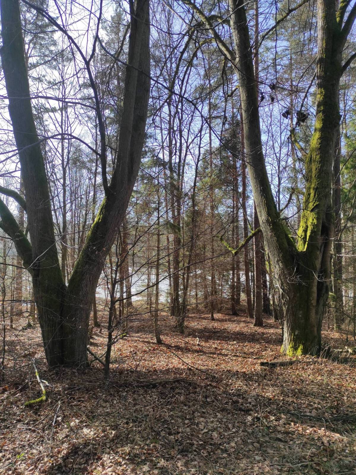 Zdjęcie 6