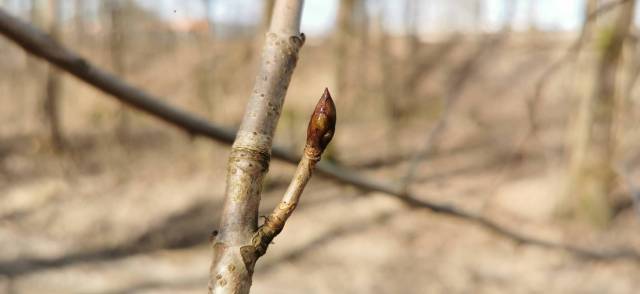 thumb-image