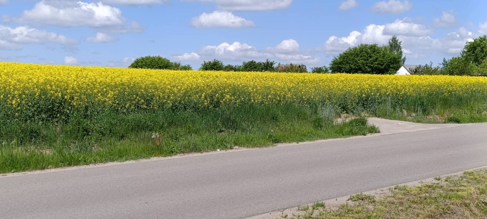 Zdjęcie 1