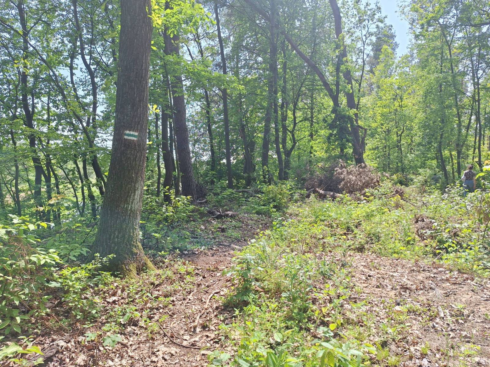 Zdjęcie 6