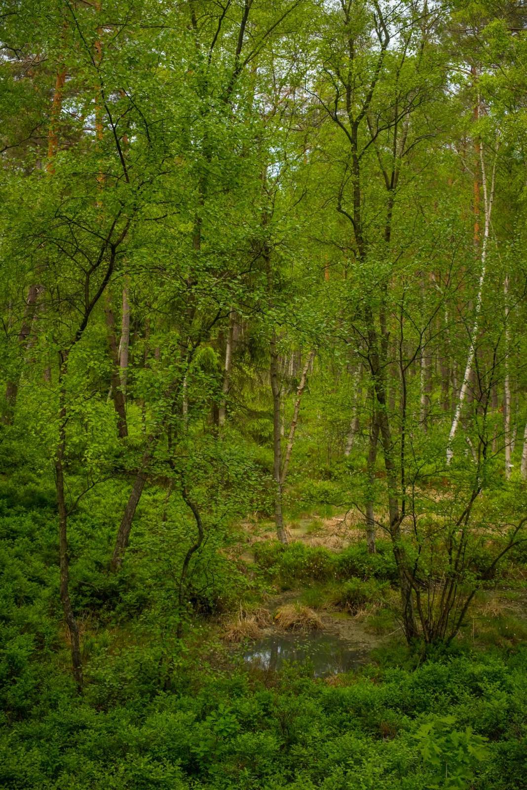 Zdjęcie 6