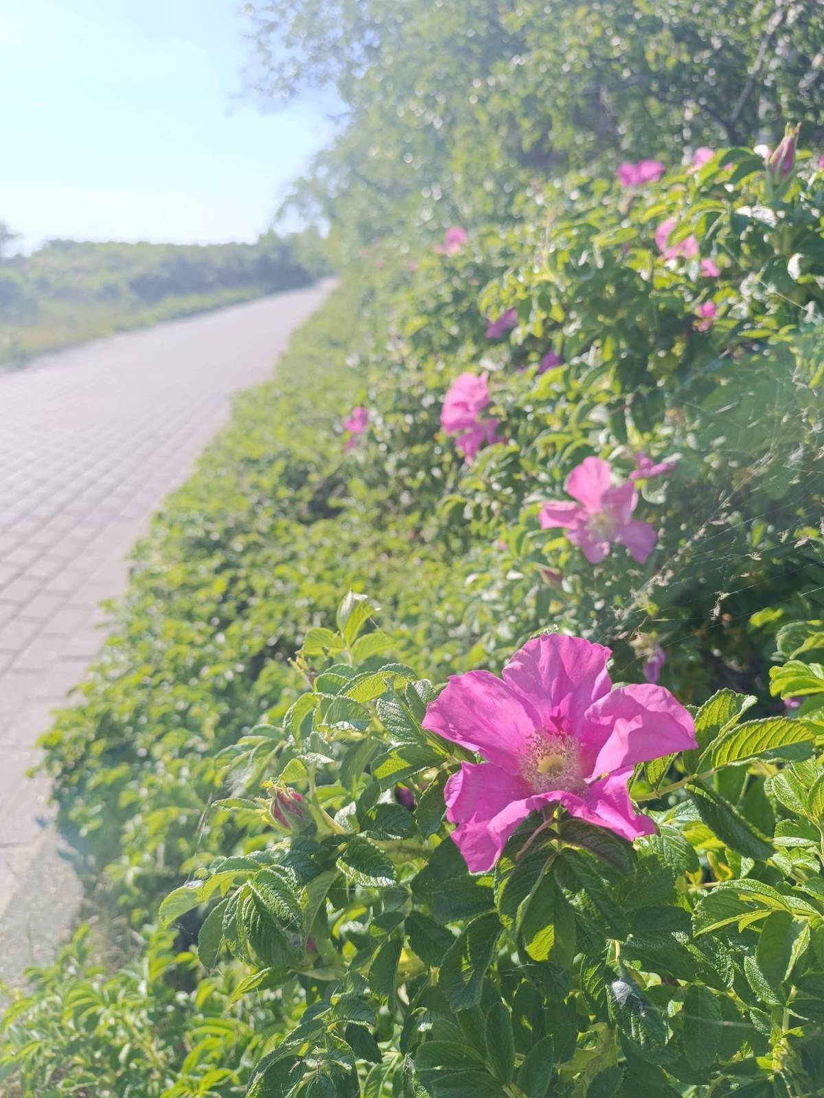 Zdjęcie 1