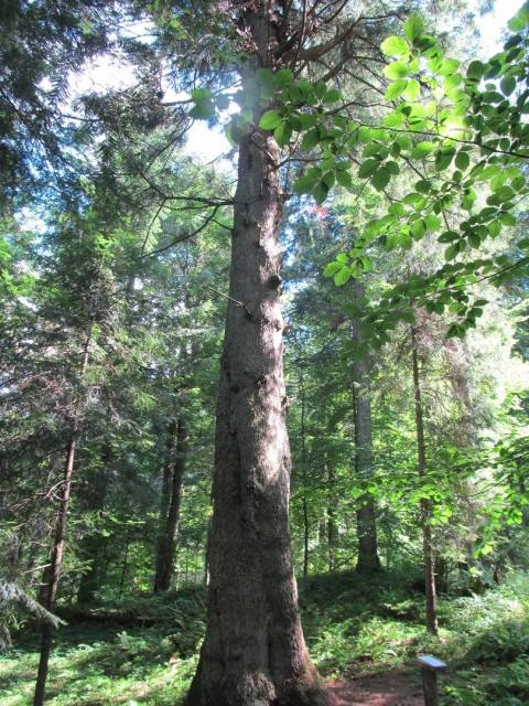 thumb-image