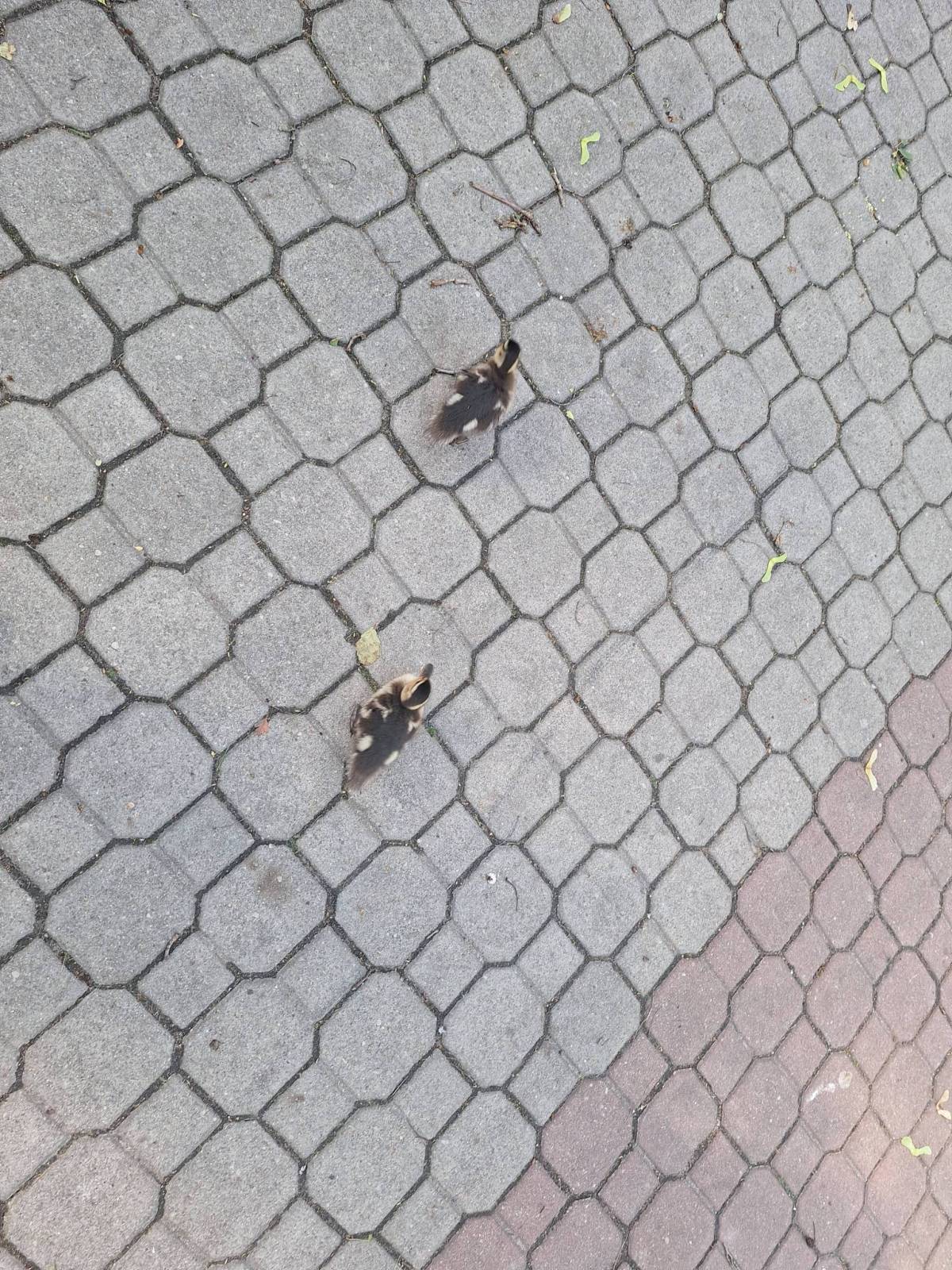 Zdjęcie 3