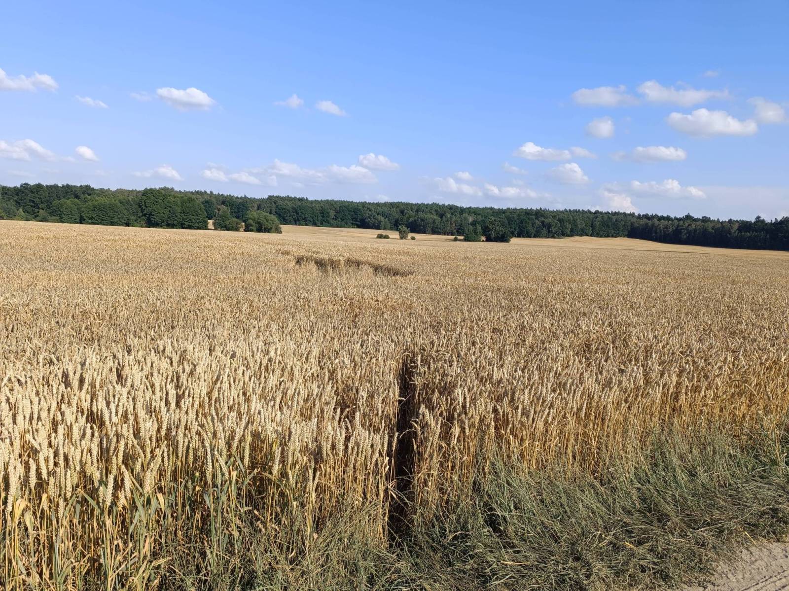 Zdjęcie 1