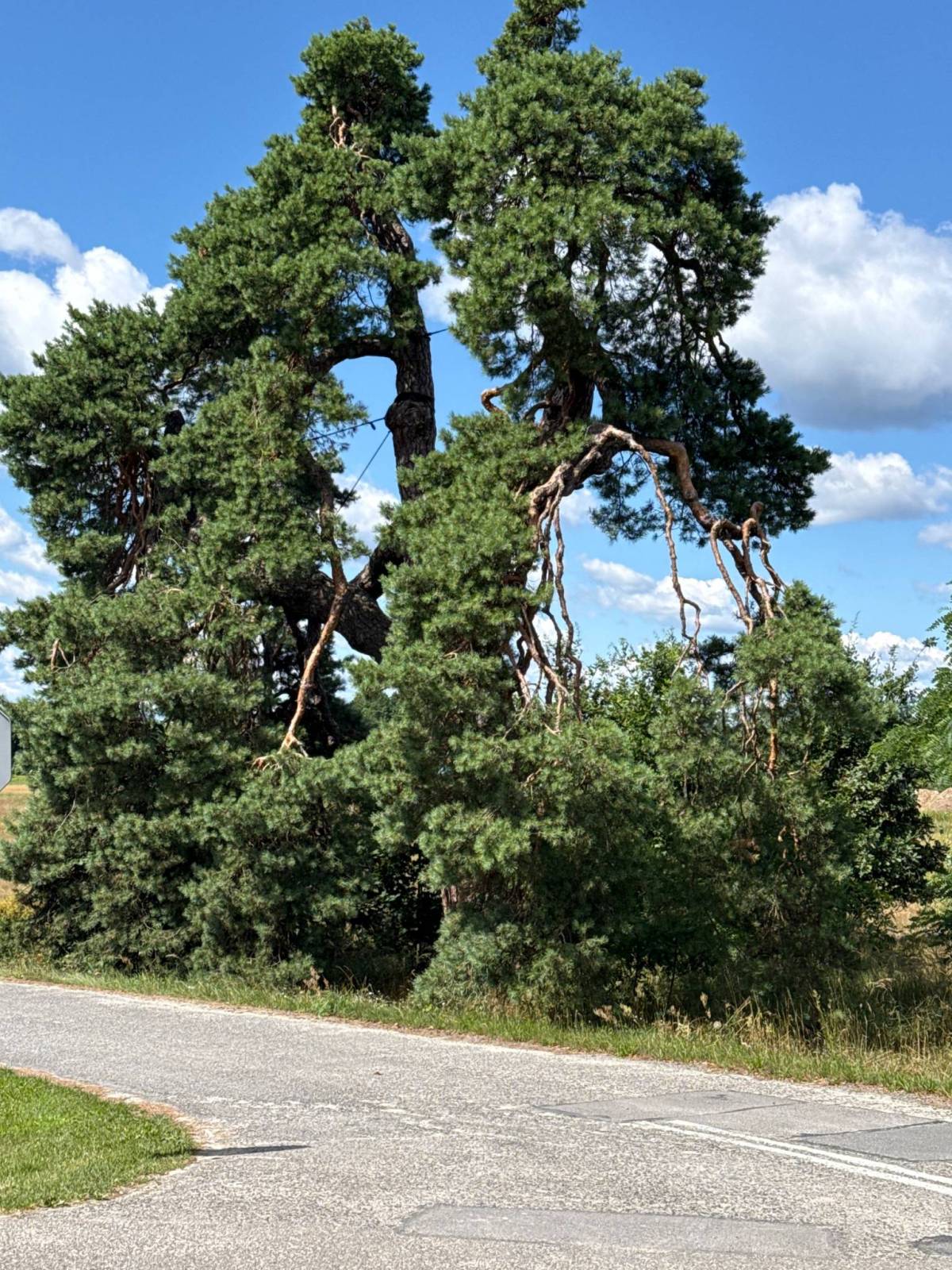 Zdjęcie 1