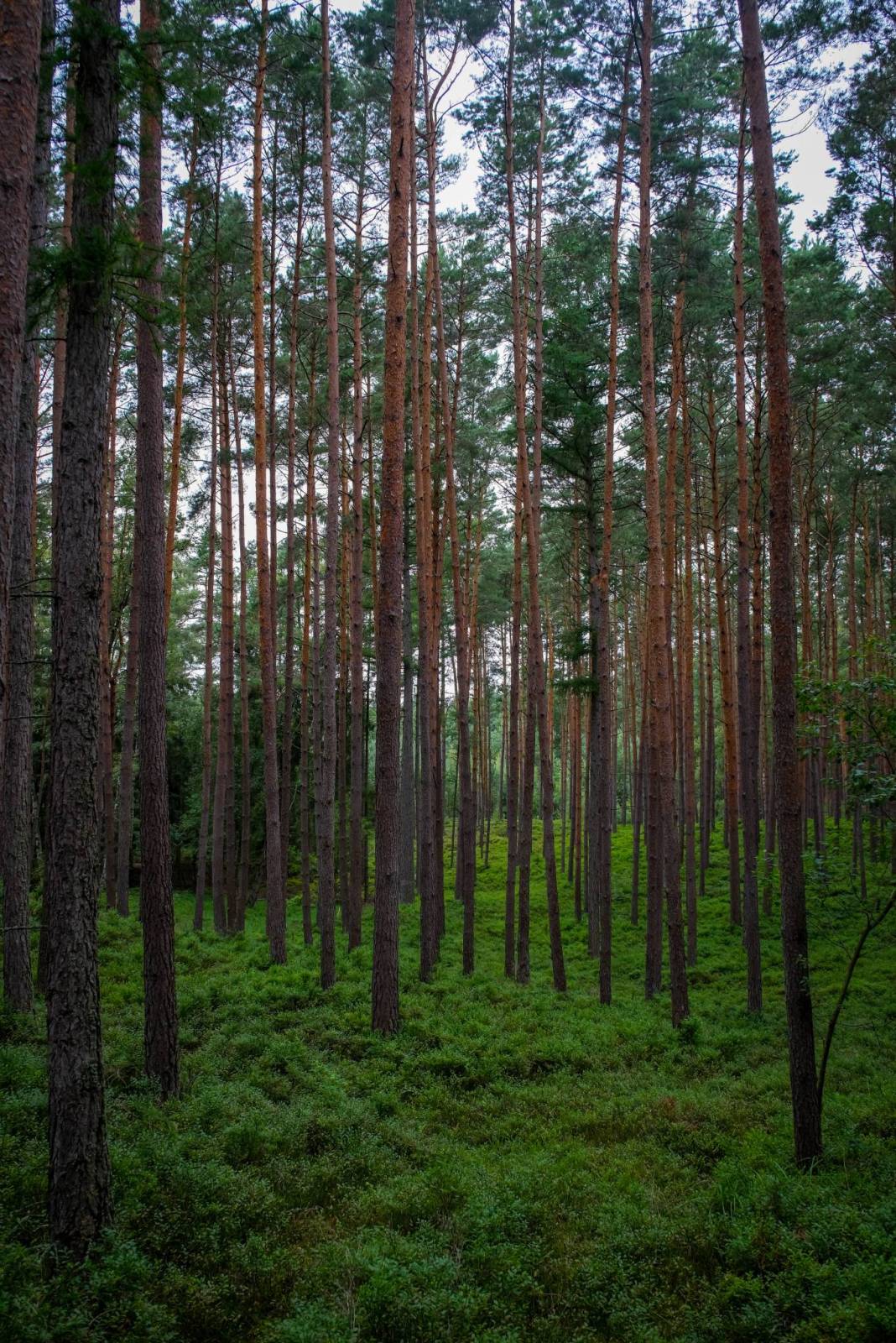 Zdjęcie 6