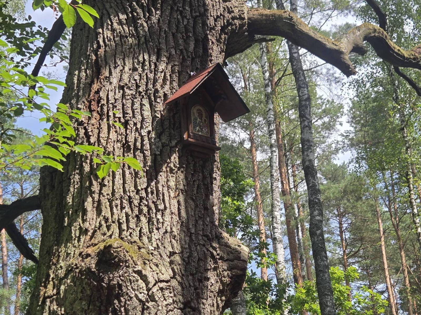 Zdjęcie 6