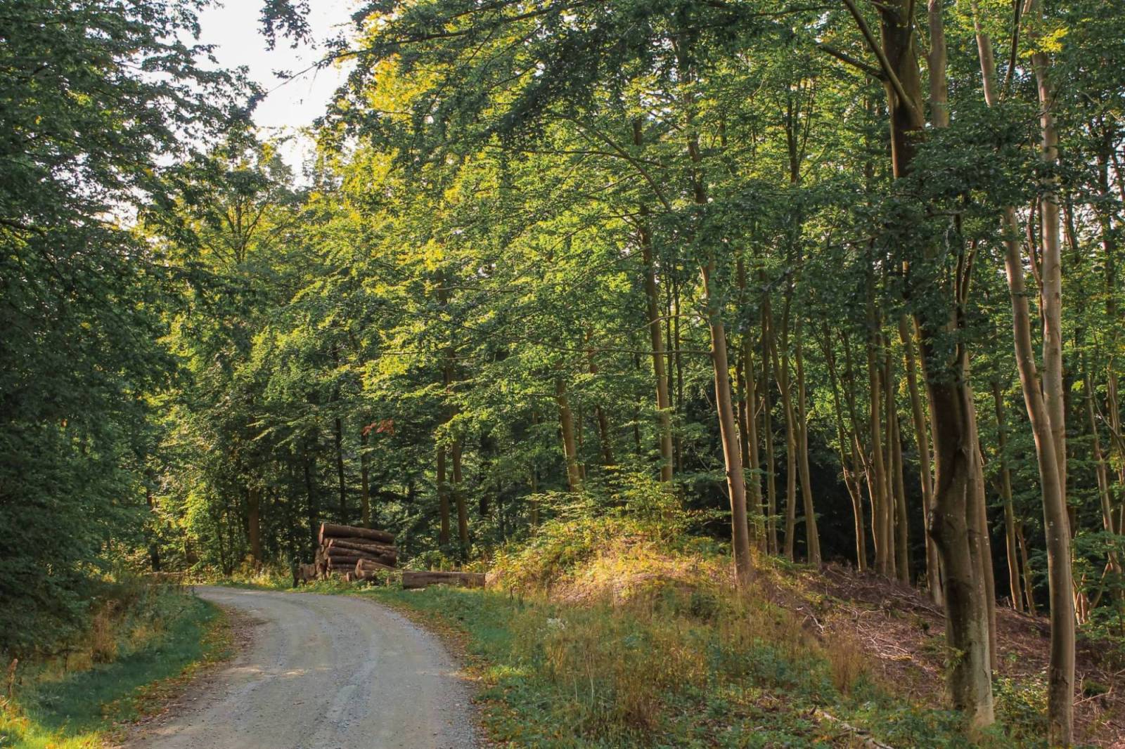 Zdjęcie 1