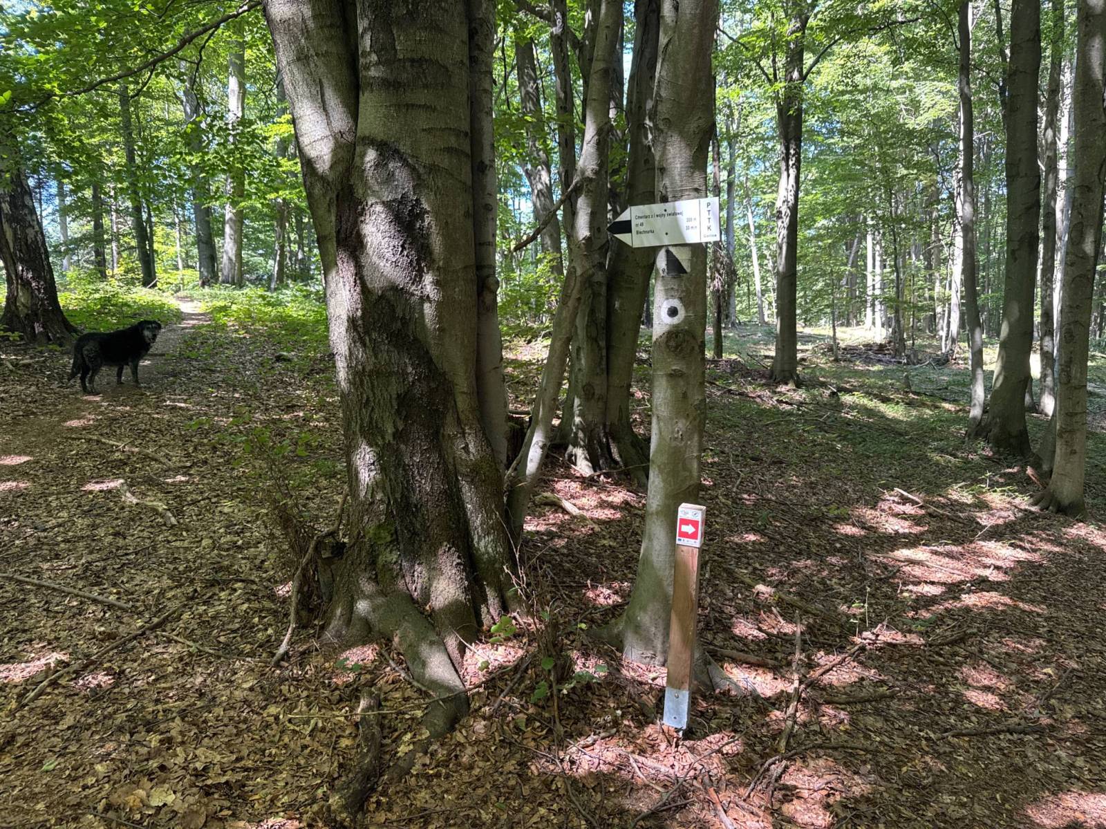 Zdjęcie 4