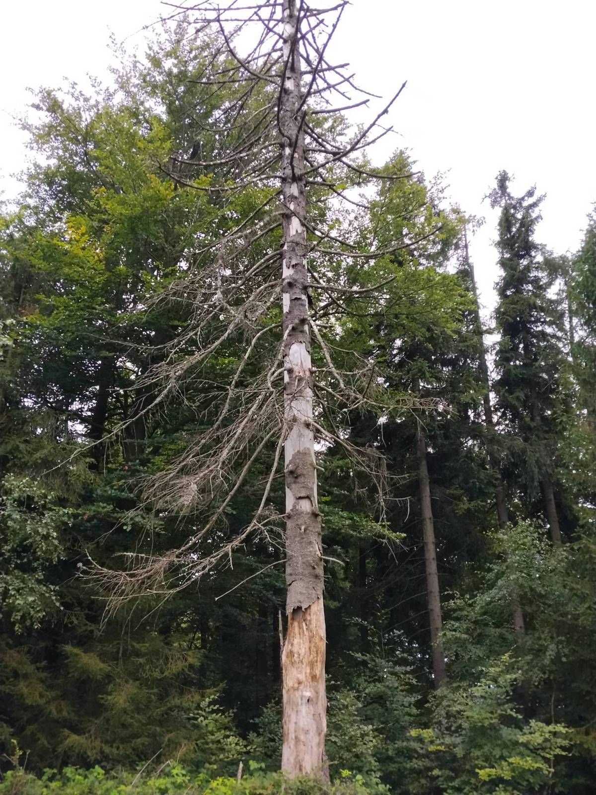 Zdjęcie 5