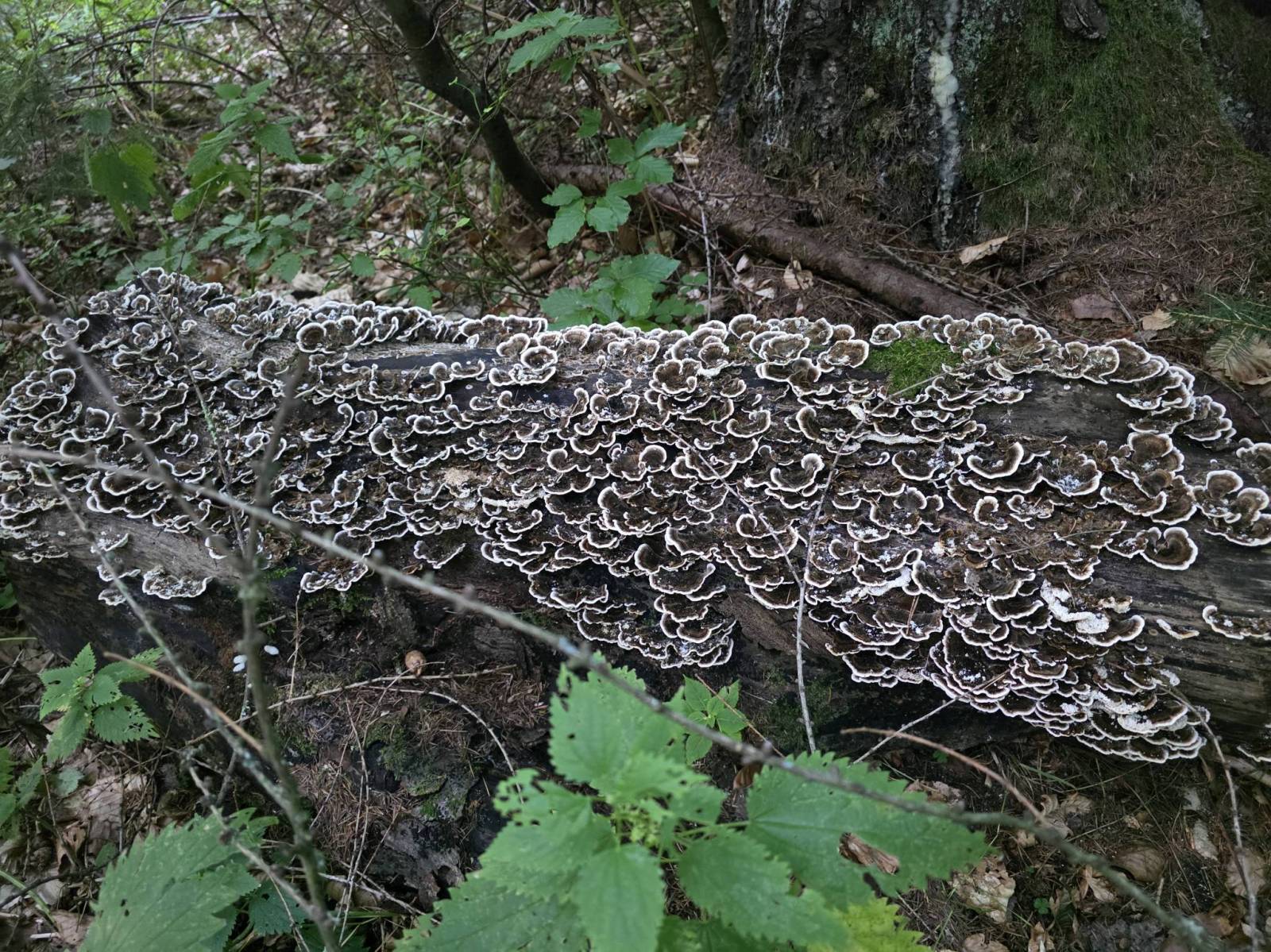 Zdjęcie 5