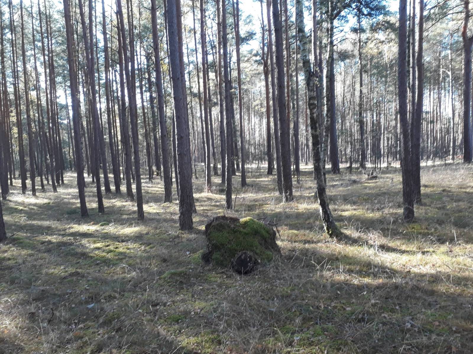 Zdjęcie 5